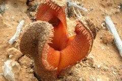 Hydnora africana flor