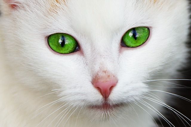 gato ojos verdes