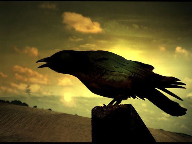 cuervo sombra 