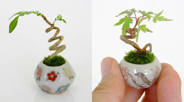 cho-mini bonsái (3)