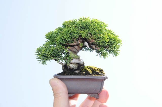 cho-mini bonsái (5)