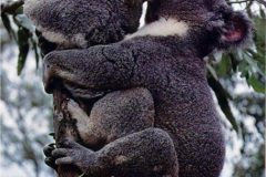 koalas apareandose