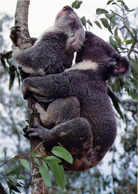 koalas apareandose