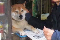 perro atiende tiden tabaco japón (7)