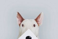 Jimmy Choo, un Bull Terrier víctima de diseños súper divertidos