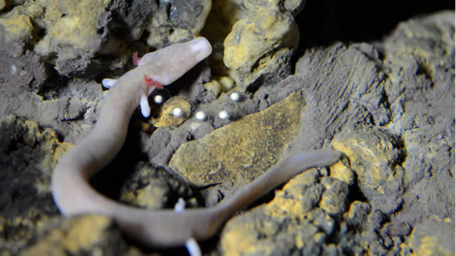 salamandra de las cavernas
