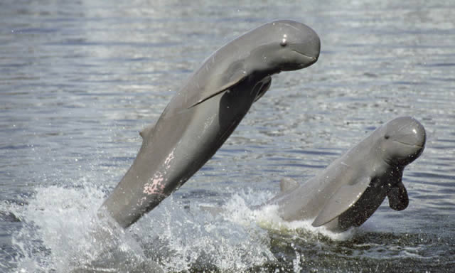 Delfín del río Irawadi