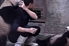 Cachorros de oso panda atacan a cuidador para no tomar medicamento + VIDEOS