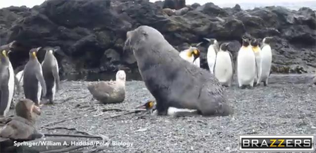 foca viola pinguino