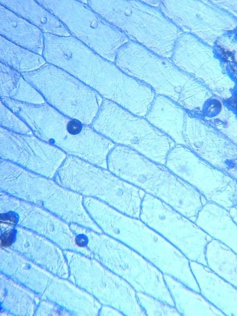 Células del epitelio de una cebolla (Foto: Kenji Yoshino / creative commons)