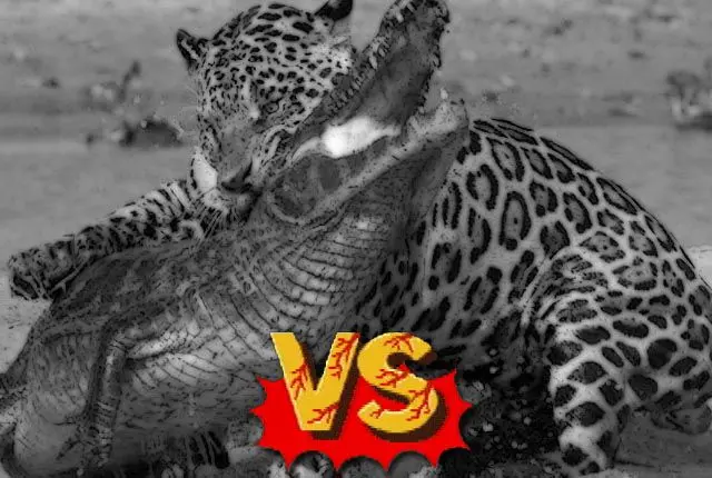 caiman-vs-jaguar