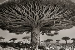 Los árboles más antiguos y extraños, un proyecto fotográfico de 14 años