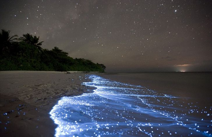 bioluminiscencia
