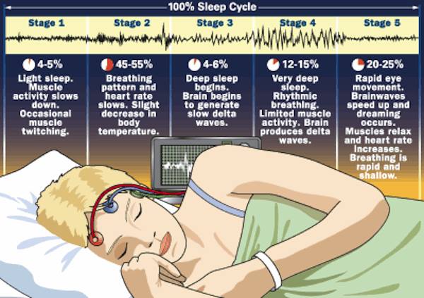 fases del sueño