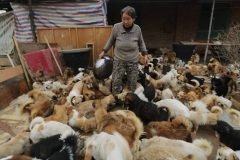 Abuelas chinas cuidan de 1,300 perros callejeros