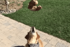 El perro más incompetente del mundo atrapando cosas + VIDEOS