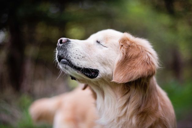 smiley perro ciego (5)