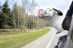 Serie fotográfica registra la felicidad de los perros que viajan en las ventanas