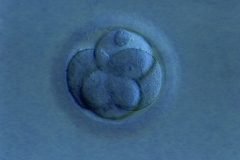 Polémica: científicos modifican embriones humanos por primera vez