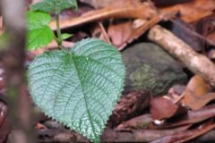 Yimpi yimpi, una planta australiana que retuerce del dolor