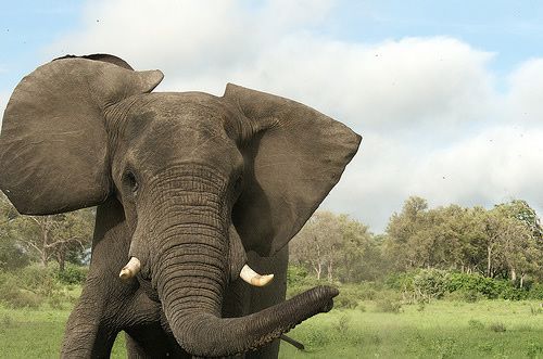 ataque elefante