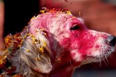 Kukur Tihar, festival en Nepal que homenajea la lealtad de los perros