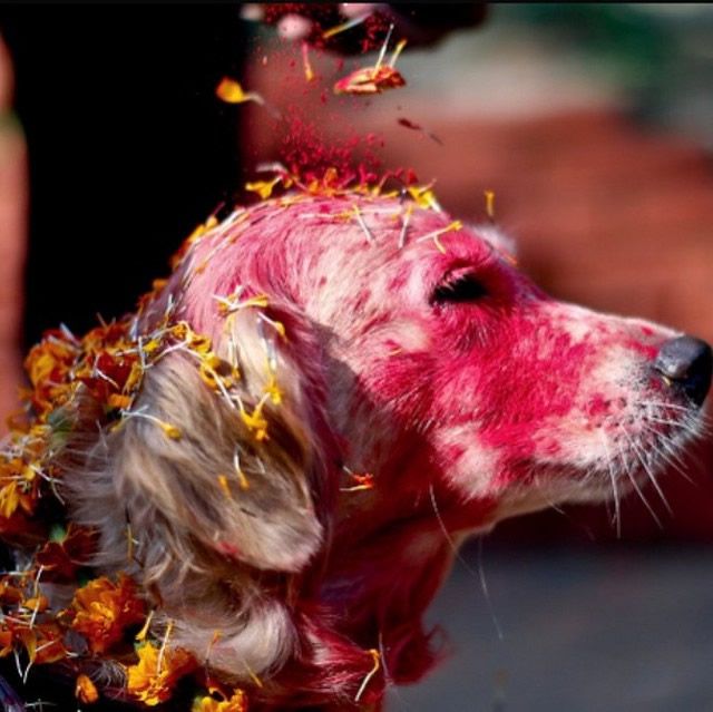 festival perros nepal (5)