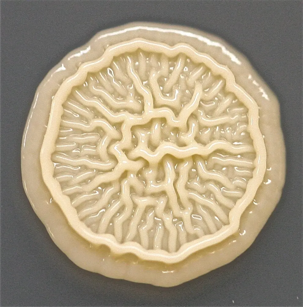 microbios-placa-de-petri-1.jpg.webp