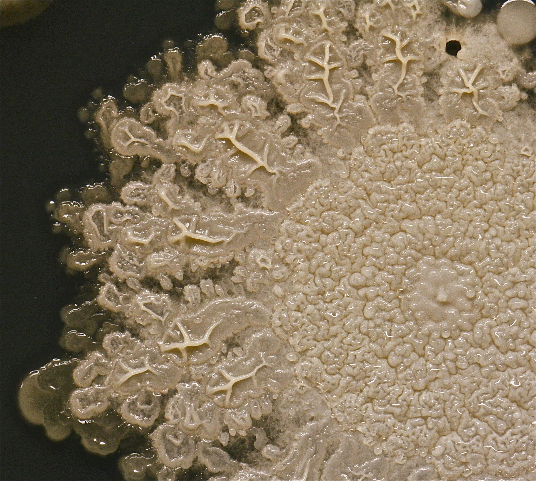 Una de las colonias más grandes en la placa, probablemente un tipo de bacilo. 