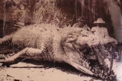 Krys the Savannah King, el legendario cocodrilo de 8.6 metros capturado en 1957
