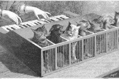 Katzenklavier, un piano hecho de gatos