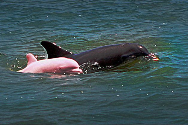 Pinky delfin (1)