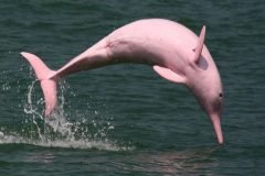 Pinky, la curiosa delfín de color rosa