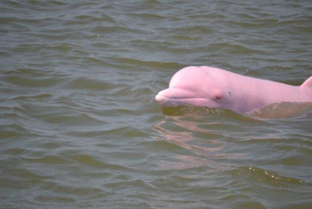 Pinky delfin (3)