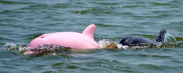 Pinky delfin (4)