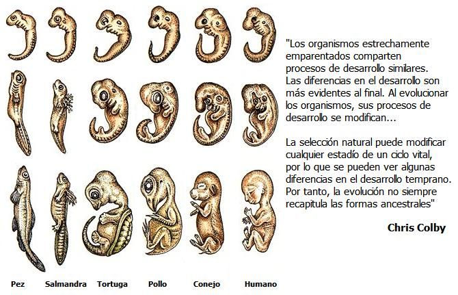 embriones animales comparacion