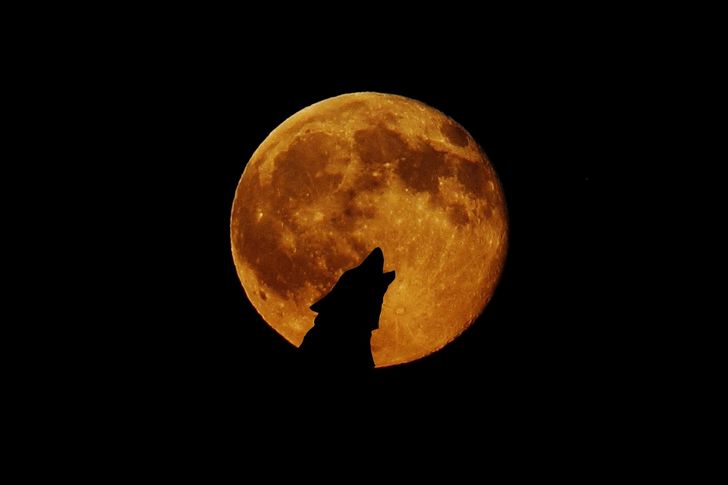 luna llena lobo