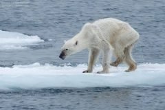 Un oso polar en los huesos, las consecuencias del cambio climático