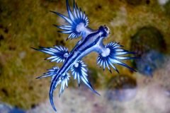 Dragón azul, hermoso y raro animal avistado en Australia