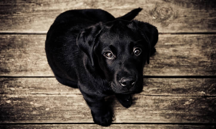 fotografía perro negro