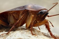 10 curiosidades sobre las asquerosas cucarachas