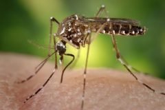 Estado de alerta: virus zika explota en América