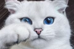 Coby, el gato de los ojos hermosos