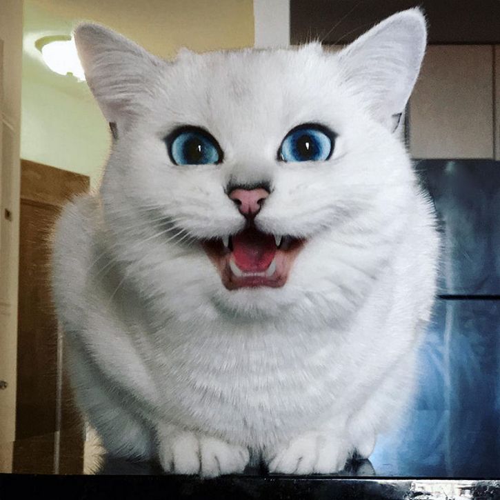 coby gato ojos azules (11)