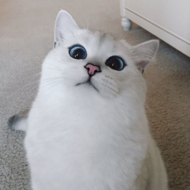 coby gato ojos azules (2)