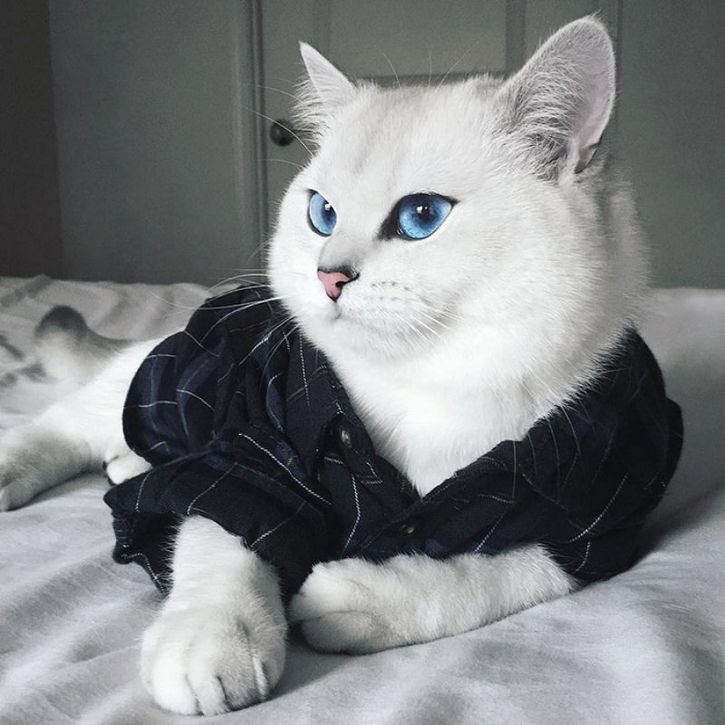coby gato ojos azules (9)