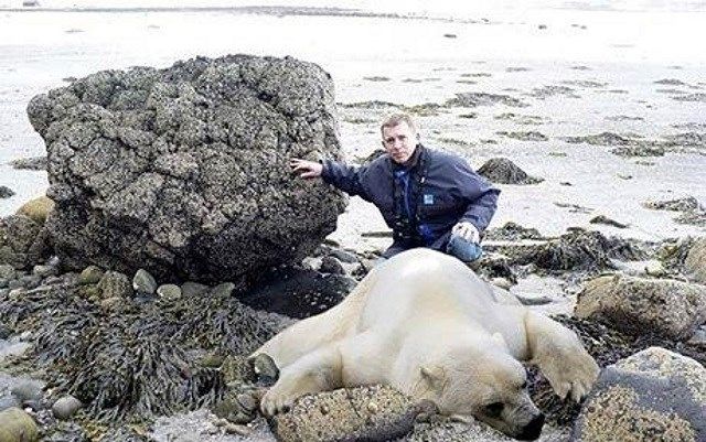 oso polar playa escocia