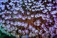 Los corales están más vivos de lo que crees + VIDEOS