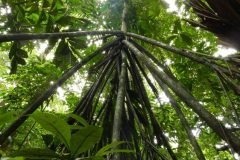 Los árboles en Ecuador que caminan hasta 20 metros al año