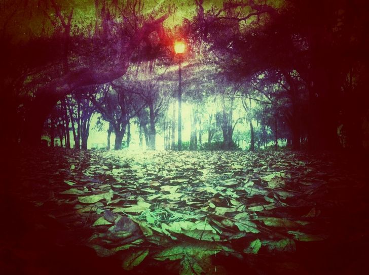 bosque misterioso